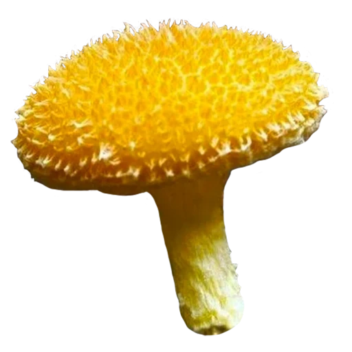 Telegram sticker  mushrooms, yellow mushroom, the rarest mushroom, the most unusual mushroom, taxus fungi,